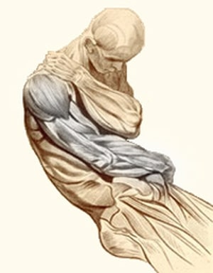שרירי מפרק הכתף