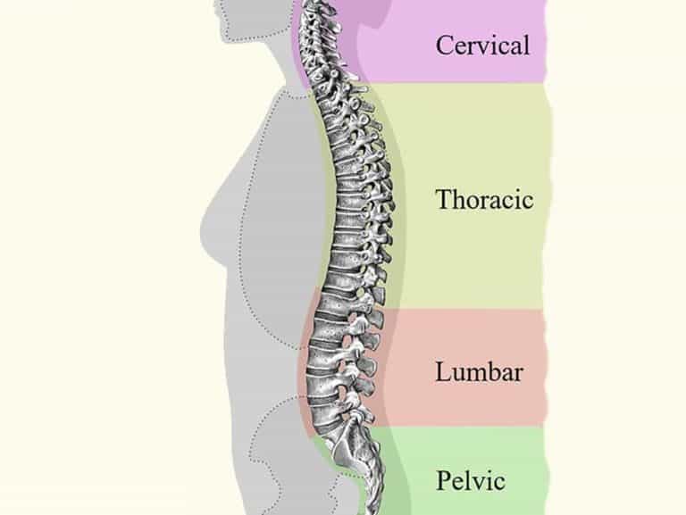עמוד השדרה מבנה ותנועה