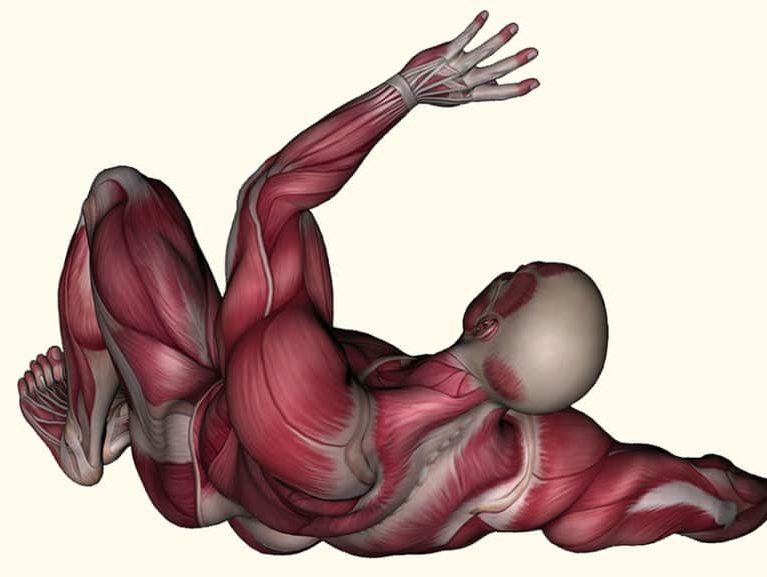 שרירים בגוף האדם מבנה ותפקוד