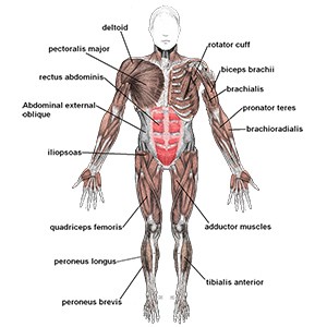 שרירים בגוף האדם מבנה ותפקוד