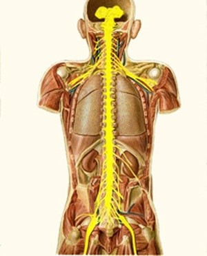 נזק בלתי הפיך בחוט השדרה