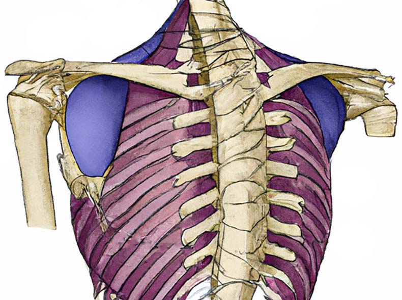 אנטומיה ותנועות הכתף