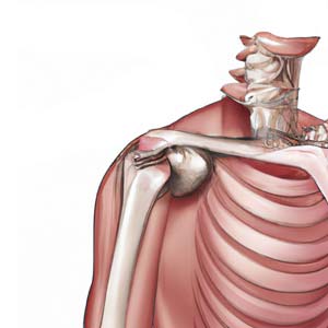 אנטומיה של הכתף
