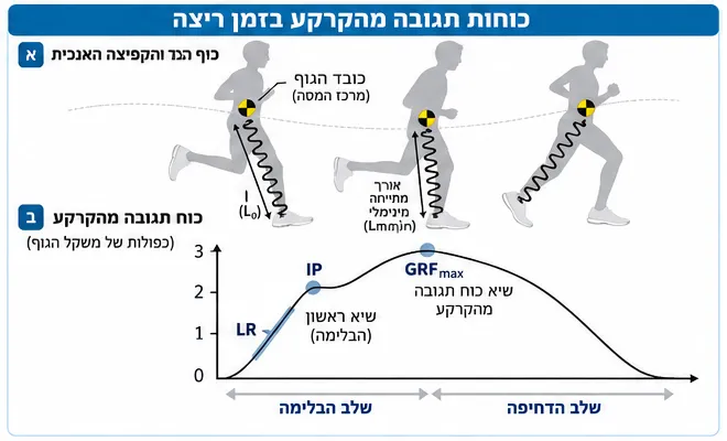 כוחות תגובה מהקרקע בזמן ריצה