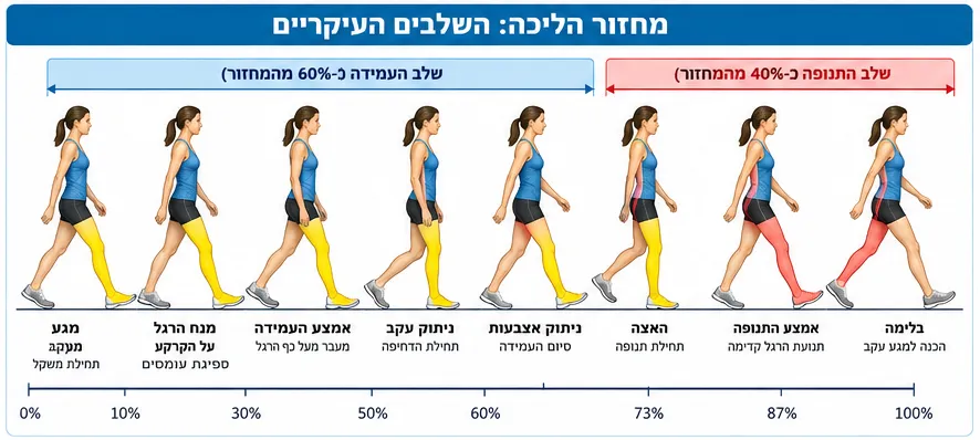 מחזור ההליכה